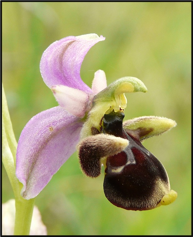 Ophrys scolopax subsp. cornuta